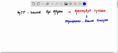 19-how-does-the-g-protein-activate-adenylyl-cyclase-the-g-protein-mediates-the-release-of-camp-dependent-protein-kinase-which-activates-adenylyl-cyclase-b-the-g-protein-activates-various-sec-09884