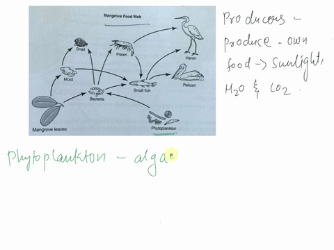please-help-me-this-is-hard-for-me-mangrove-swamp-swamps-are-found-contains-along-the-southern-coasts-of-florida-of-the-ecosystem-of-a-mangrove-mangrove-trees-many-organisms-living-among-the-27375