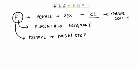 why-do-birth-control-pills-contain-progesterone-a-progesterone-controls-the-release-of-eggs-b-progesterone-kills-sperm-cells-c-sperm-are-made-of-progesterone-d-women-normally-have-no-progest-17119