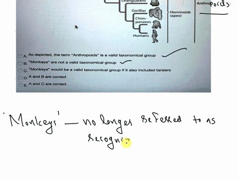 considering-the-logic-of-phylogenetic-systematics-which-of-the-following-statements-isare-true-about-the-phylogeny-below-lorises-pottos-and-lemurs-ancestral-primate-tarsiers-new-world-monkey-42156