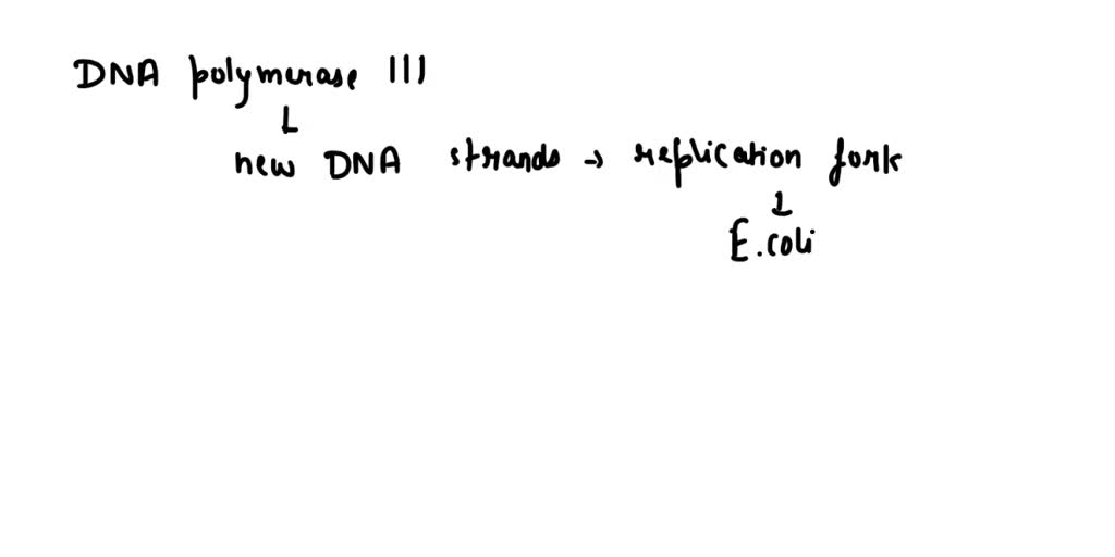 Solved Explain How The Dna Polymerase Iii Holoenzyme Works Why Is The Model For Its Action At