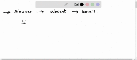 sinuses-are-absent-from-which-bone-multiple-cholce-3-22-sphenoid-frontal-tempora-maxilla-ethmo-prey-25of50-nex-macbook-air-80-85532