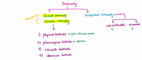 which-of-these-substances-is-not-part-of-the-immune-system-antibodies-b-neutrophils-cytokines-d_-lipoproteins-e-b-cells-90805