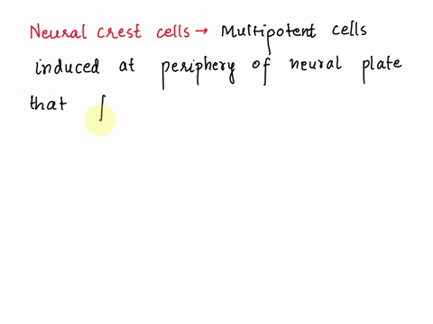 neural-crest-cells-are-a-synapomorphy-for-which-of-the-following-groups-urochordates-hemichordates-vertebrates-chordates-echinoderms-46782