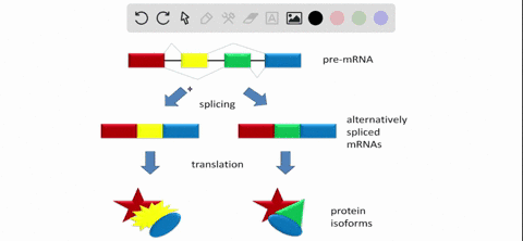 how-can-alternate-splicing-generate-more-than-one-type-of-protein-from-the-information-in-a-gene-45788