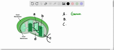 what-are-the-name-of-the-structures-seen-in-the-chloroplast-to-the-right-outer-membrane-b-innor-membrane-17545