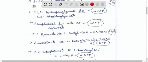 calculate-the-number-of-atp-molecules-produced-from-the-complete-oxidation-of-one-glucose-molecule-in-a-a-liver-cell-b-a-skeletal-muscle-cell-how-many-molecules-of-atp-would-the-complete-oxi-56649