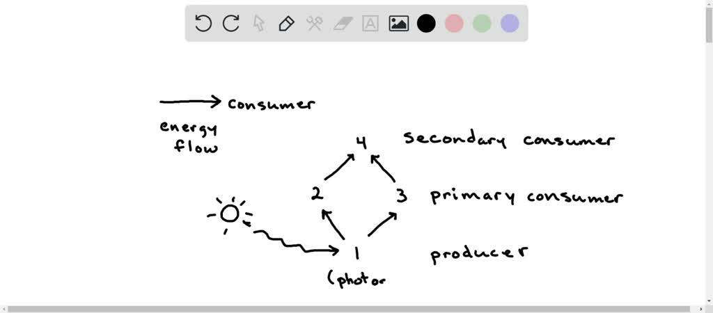 SOLVED: "PLEASE ME!!!! ANSWER IF YOU KNOW THE ANSWER The food web