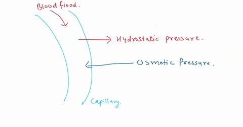 describe-what-bulk-flow-across-a-capillary-bed-a-in-your-description-define-what-net-filtration-pressure-hydrostatic-pressure-and-colloid-osmotic-pressure-b-what-should-occur-at-the-arterial-08293