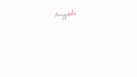 damage-to-the-would-result-in-your-feeling-less-fear-a-hippocampus-b-hindbrain-c-pons-d-amygdala