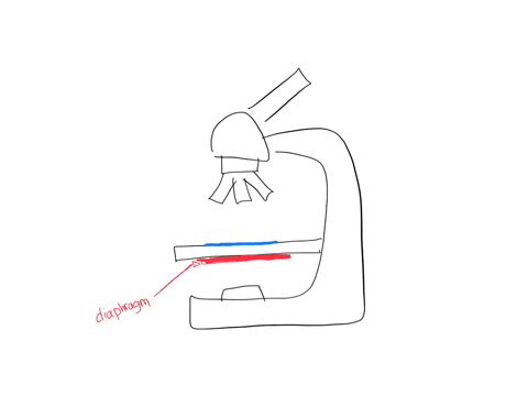 what-happens-to-the-contrast-of-the-image-as-the-diaphragm-of-compound-light-microscope-is-closed