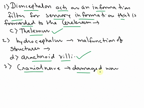 1-which-division-of-the-diencephalon-acts-as-an-information-filter-for-sensory-information-that-is-forwarded-to-the-cerebrum-multiple-choice-epithalamus-hypothalamus-thalamus-2-one-cause-of-13932