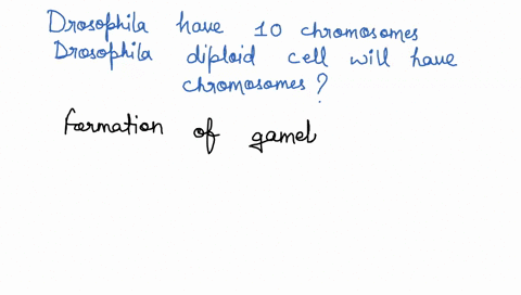 drosophila-flies-have-10-chromosomes-how-many-chromosomes-does-drosophila-diploid-cell-have-46486