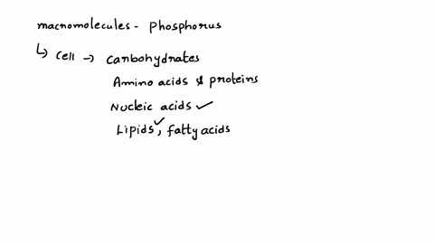 what-cellular-macromolecules-contain-large-amounts-of-phosphorus-81853