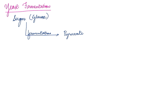 question-2-which-of-the-following-occurs-during-fermentation-in-yeast-0-a-pyruvate-is-converted-to-alcohol-and-carbon-dioxide-coz-0-b-lactate-lactic-acid-is-converted-to-pyruvate-and-alcohol-61935