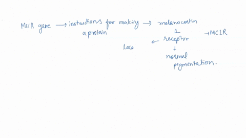 using-the-information-in-the-introduction-and-your-knowledge-of-proteinsdevelop-a-hypothesis-to-explain-how-the-changes-in-the-mc1r-proteins-amino-acid-sequence-might-affect-its-function-con-75005