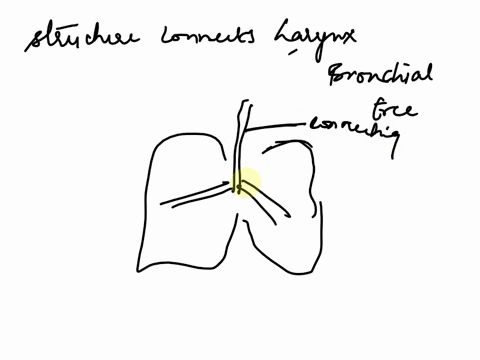 which-structure-connects-the-larynx-to-the-bronchial-tree-trachea-glottis-lungs-esophagus-alveoli-52122