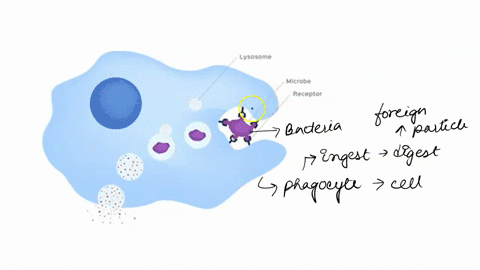which-of-the-following-cell-is-phagocytic-cell-a-osteoprogenitor-cell-b-osteocyte-costeoblast-osteoclast-question-21-which-of-the-following-sequence-is-correct-osteoprogenitor-cells-osteobla-56391