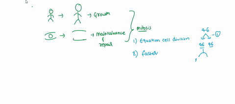 mitosis-is-responsible-for-growth-repair-and-maintenance-in-an-organism-because-select-one-a-it-occurs-at-a-faster-rate-than-meiosis-b-the-chromosome-number-is-reduced-by-half-c-exact-duplic-06357