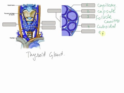 label-the-anatomical-and-histological-features-of-the-thyroid-gland-art-labeling-activity-the-thyroid-gland-capsule-thyroid-follicle-isthmus-of-thyroid-gland-cuboidal-epithelium-of-follicle-39178