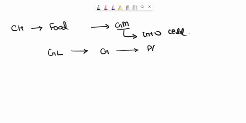 a-model-of-blood-sugar-homeostasis-is-shown-in-the-image-here-blood-sugar-levels-are-regulated-by-insulin-and-glucagon-when-an-individual-has-diabetes-their-blood-sugar-levels-can-remain-hig-13393