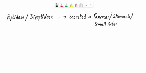 which-of-the-following-statements-accurately-describcs-the-following-rcaction-peptides-dipeptides-eeplldebr-ii-dicpp6d3368-a-a-a-a-a-free-amino-acids-4-enzymatic-digestion-of-lipids-in-the-s-84327