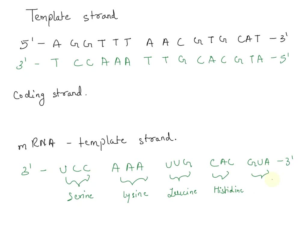 SOLVED: A template strand in bacterial DNA has the following base ...