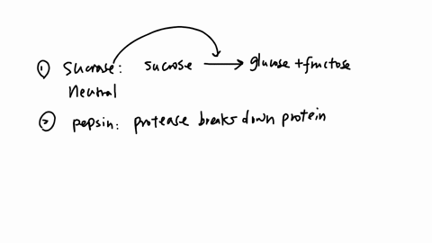an-enzyme-with-high-activity-in-an-acidic-environment-is-group-of-answer-choices-sucrose-pepsin-trypsin-amylase-gastrin