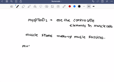 describe-the-relationships-between-the-following-fascicle-muscle-muscle-fiber-myofibril-endomysium-perimysium-epimysium-87285