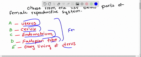 questions-12-15-choose-from-the-list-below-of-parts-of-the-female-reproductive-system-a-uterus-b-c-3-03565