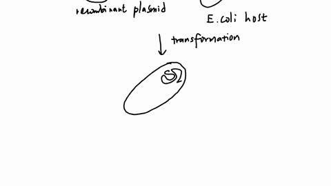 figure-1815-expression-of-a-transgene-in-a-host-cell-produces-large-amounts-of-its-protein-product-life-the-science-of-biology-12e-figure-1815-2020-oxford-university-press-investigating-life-producing