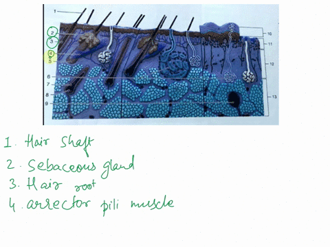 8-c-g-n-a-labeling-1label-the-structures-of-the-integument-label-the-structures-of-integument-in-the-epidermis-section-integumentary-system-13-12-11-10-12-11pap1am-1o_epidcrm1y-neve-hhers-6a-14697