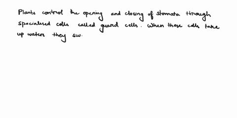 how-do-plants-control-the-opening-and-the-closing-of-stomata-51623