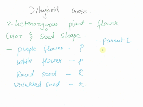 can-someone-help-me-with-punnett-squares-biology-imagine-that-you-are-crossing-two-plants-that-are-heterozygous-for-flower-color-and-seed-shape-the-dominant-and-recessive-alleles-for-these-t-54103