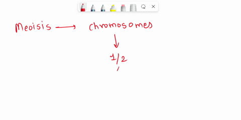 in-an-organism-with-a-diploid-number-of-16-how-many-chromatids-are-present-in-each-of-the-following-phases-mitotic-metaphase-meiotic-metaphase-i-meiotic-metaphase-ii-10352