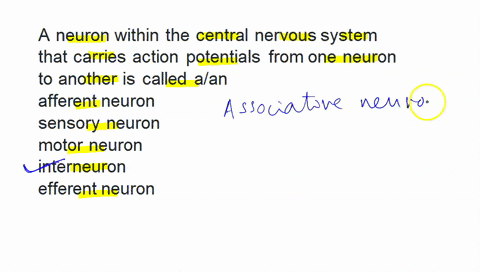 a-neuron-within-the-central-nervous-system-that-carries-action-potentials-from-one-neuron-to-another-is-called-aan-afferent-neuron-sensory-neuron-motor-neuron-interneuron-efferent-neuron-97013