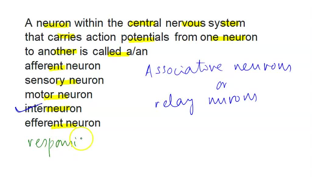 SOLVED: A neuron within the central nervous system that carries action ...