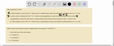 which-statement-is-true-a-a-dna-template-is-read-in-the-sto-3-direction-and-complementary-nucleic-acid-molecule-is-synthesized-from-its-3-to-5-end-b-nucleic-acids-are-synthesized-in-the-5-to-92559