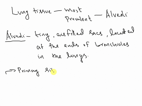 what-is-the-most-prevalent-structure-in-the-lung-tissue-explain-the-prevalence-of-this-structure-in-terms-of-lung-function-81579