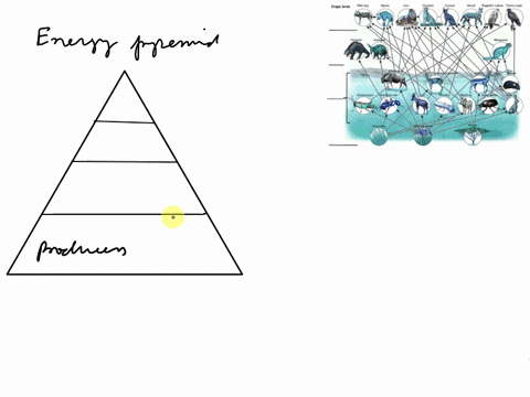 1-name-the-trophic-levels-represented-on-the-food-web-tropic-levels-wild-dog-hyena-lion-cheetah-caracal-serval-ruppells-vulture-tawny-eagle-2the-energy-flow-through-ecosystems-can-be-viewed-02808