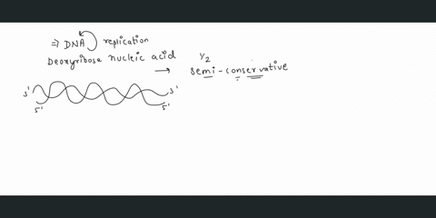 dna-replication-is-said-to-be-semiconservative-because-a-one-of-the-new-molecules-conserves-both-of-92412