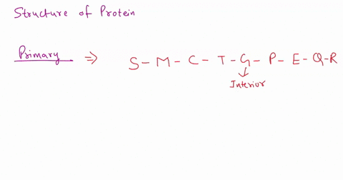 the-structure-of-a-protein-determines-its-function-explain-how-the-amino-acid-sequence-is-responsible-for-the-final-shape-and-structure-of-a-protein-78783