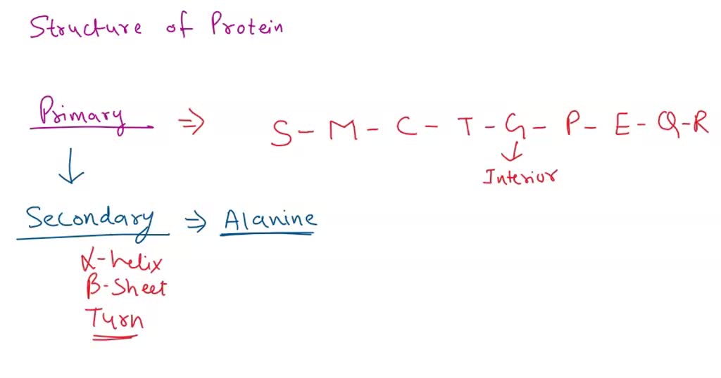 SOLVED The structure of a protein determines its function, explain how