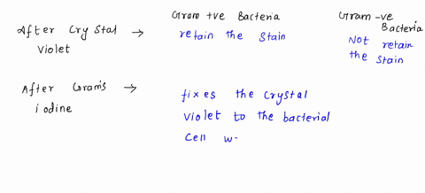 gram-stain-and-acid-fast-stain_-for-each-of-the-following-steps-indicate-what-the-anticipated-color-ofa-gram-positive-or-a-gram-negative-bacterium-would-be-gram-stain-step-gram-positive-bact-74533
