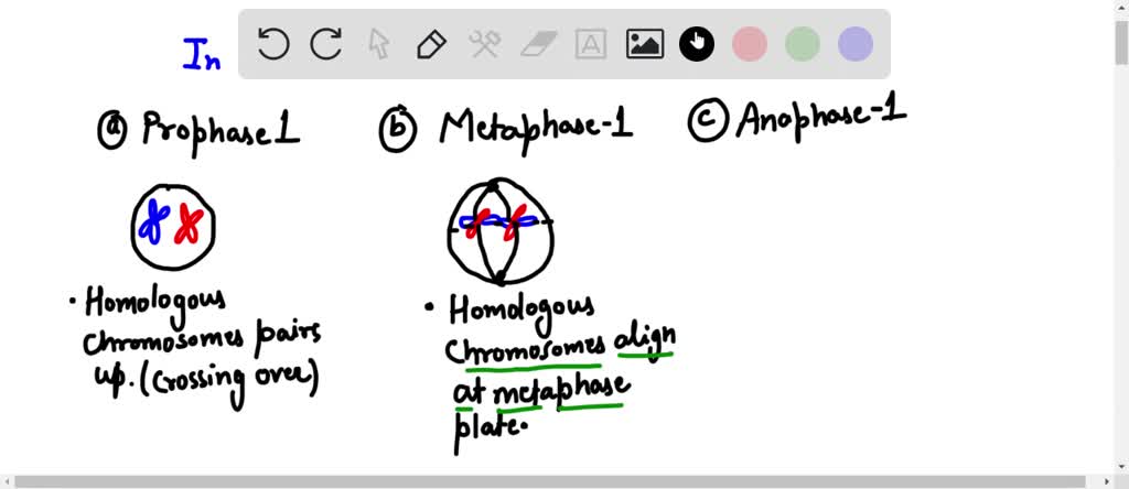 SOLVED: is the alignment of chromosomes at metaphase of meiosis II is ...