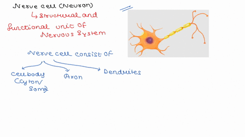 1a-nerve-cell-is-long-and-skinny-at-the-start-of-the-nerve-are-many-branches-that-connect-the-nerve-to-other-nerve-cells-these-branches-are-called____-aaxon-baxon-terminal-cdendrites-dmyelin-80507