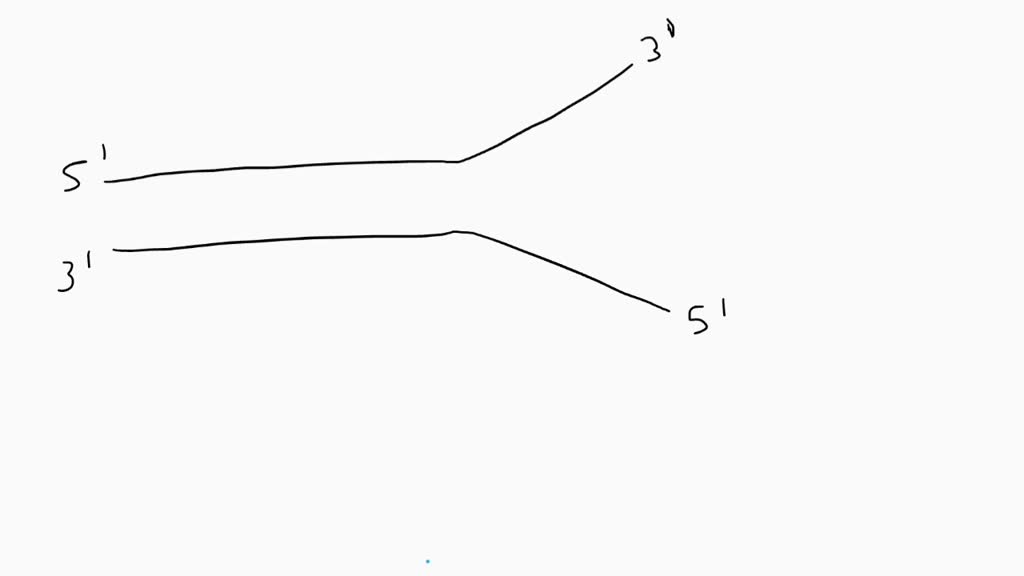 SOLVED You "rbriefly expose Yeast cells undergoing DNA replication to
