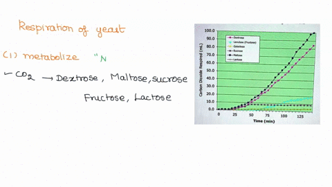 respiration-of-yeast-in-different-sugar-solutions-1000-900-2-800-700-1-600-500-1-400-300-1-200-100-00-dextrose-levulose-fructose-galactose-suaosc-maltose-lactose-25-50-75-100-125-time-min-fi-18884