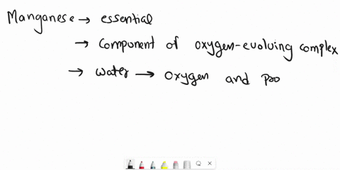which-of-the-following-elements-is-required-for-oxygen-evolution-in-photosynthesis-a-copper-b-iron-c-manganese-d-zinc-37645