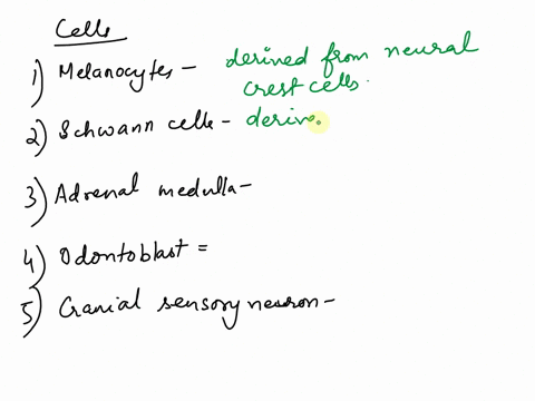 drag-and-drop-each-item-to-the-correct-type-of-neural-crest-cell-94444